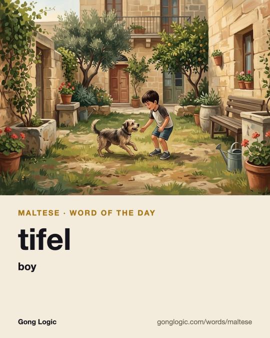 The Maltese word tifel, illustrated